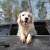 happy-dog-car